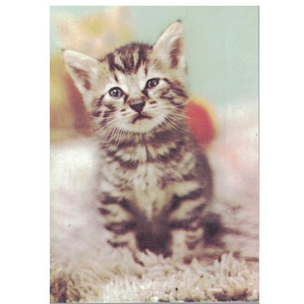 Котенце