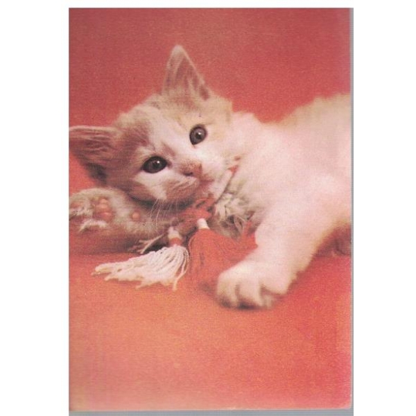 Котенце