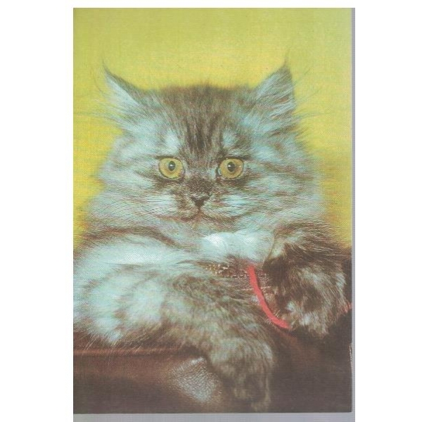 Котенце