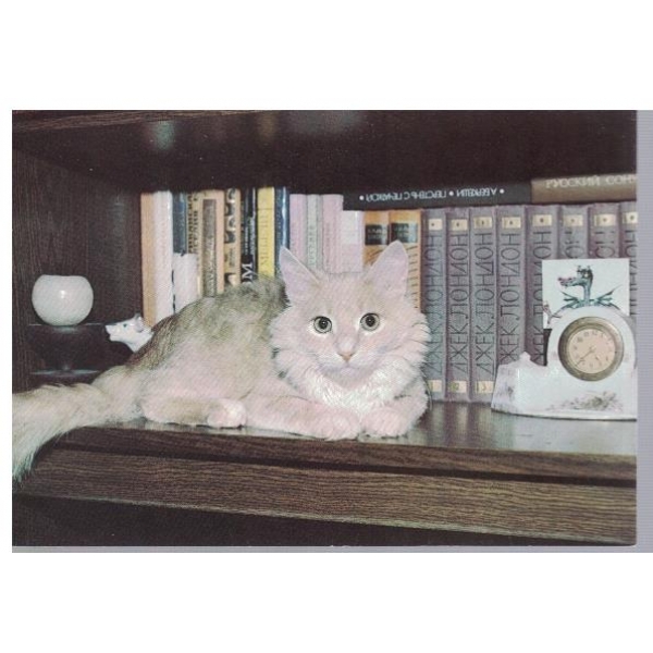 Кот-книголюб