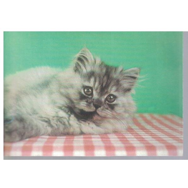 Котенце