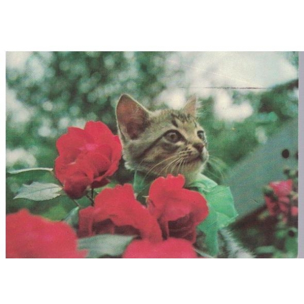 Котенце
