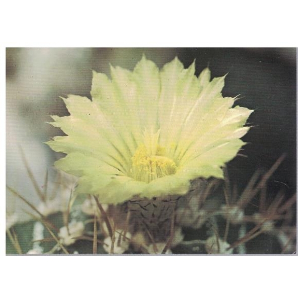 Astrophytum ornatum