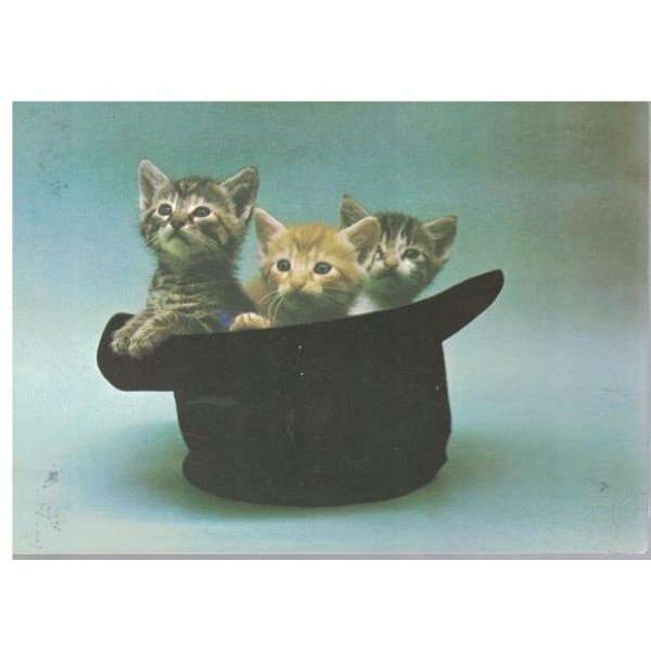 котета