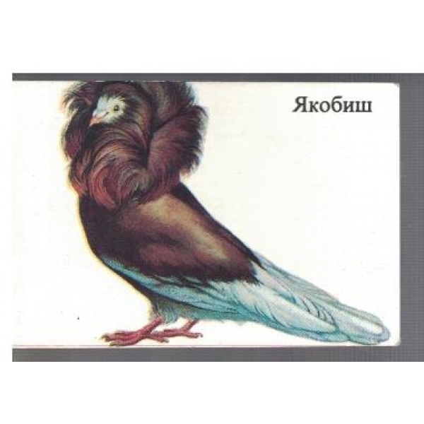 Якобиш