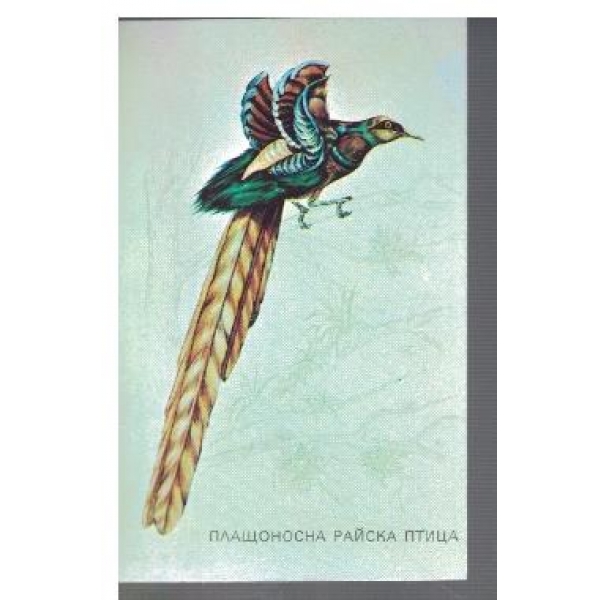 Плащоносна райска птица