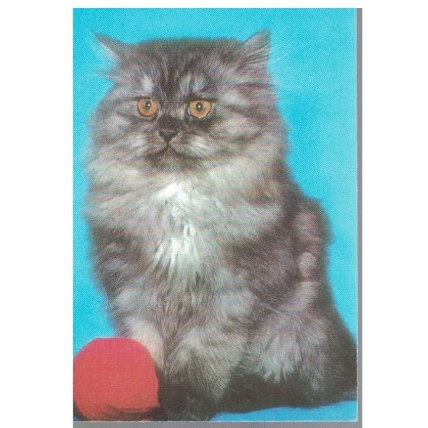 Котенце