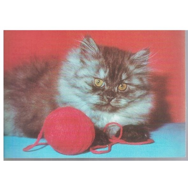 Котенце