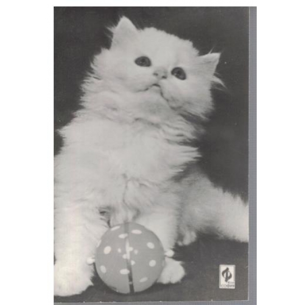 Котенце