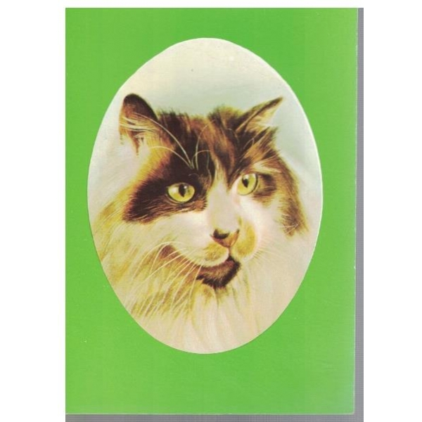 Трицветна котка
