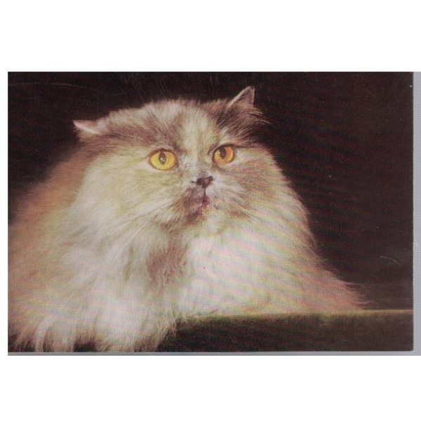 Котенце