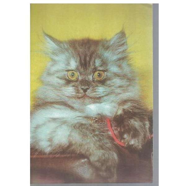Котенце