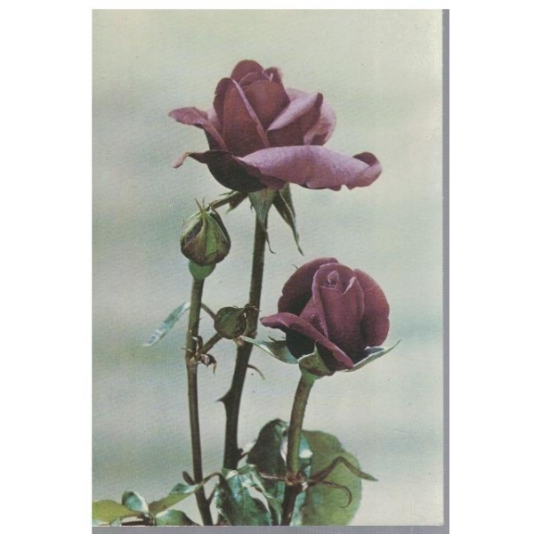 Roses