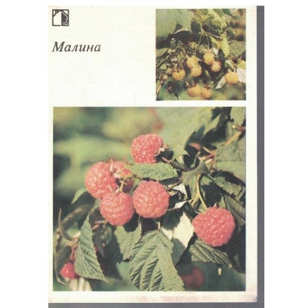 Малина