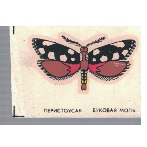 Перистоусая Буковая моль