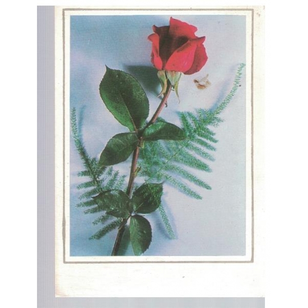 Роза