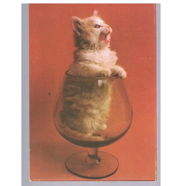 Коте