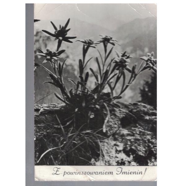 Еделвайси