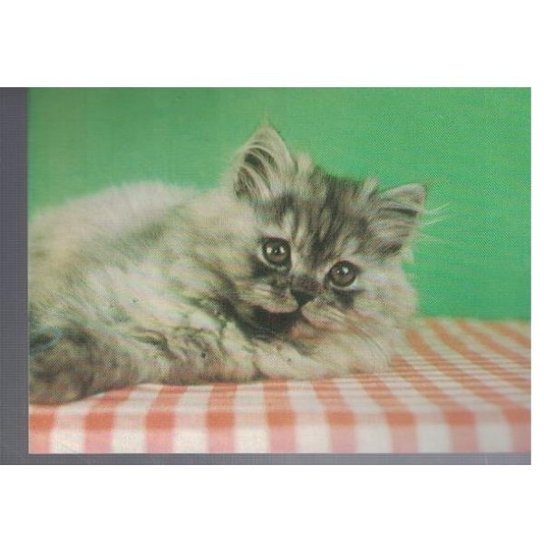 Котка