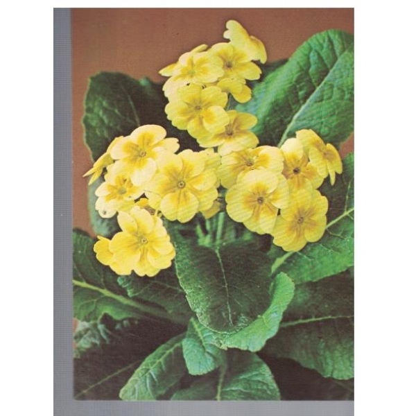 Букет