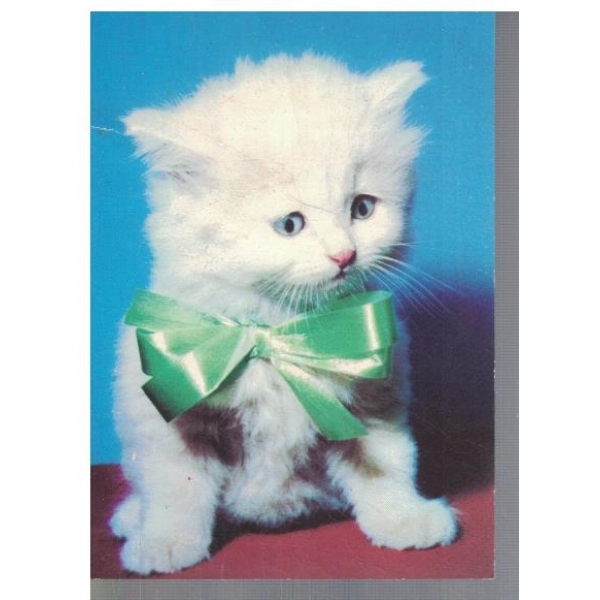 Коте с папионка