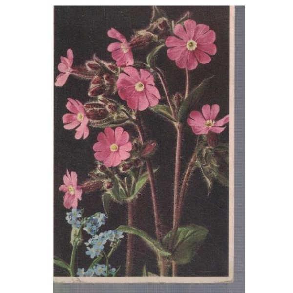 Melandryum rubrum