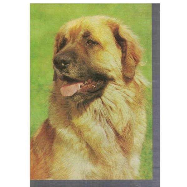 Leonberger
