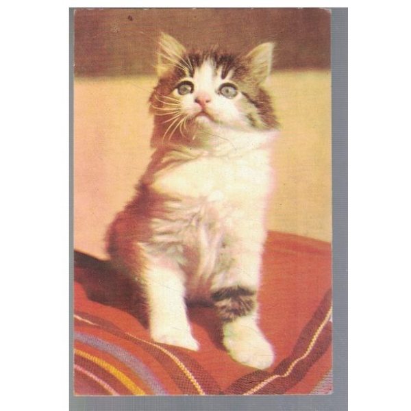 Котенце